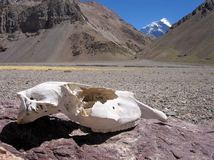 On the approach to Aconcagua  (photo: Mike Hamill)