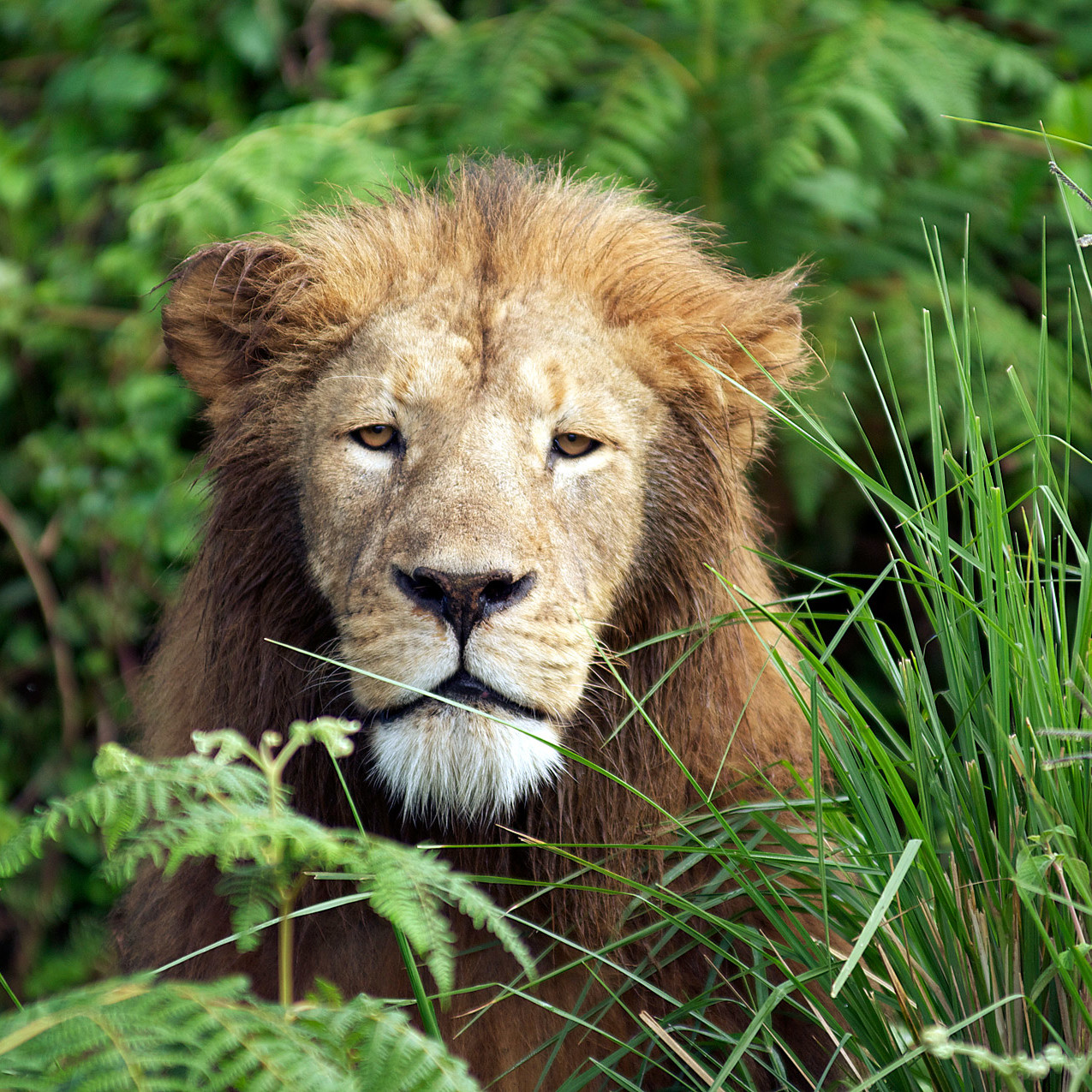 Kilimanjaro safari