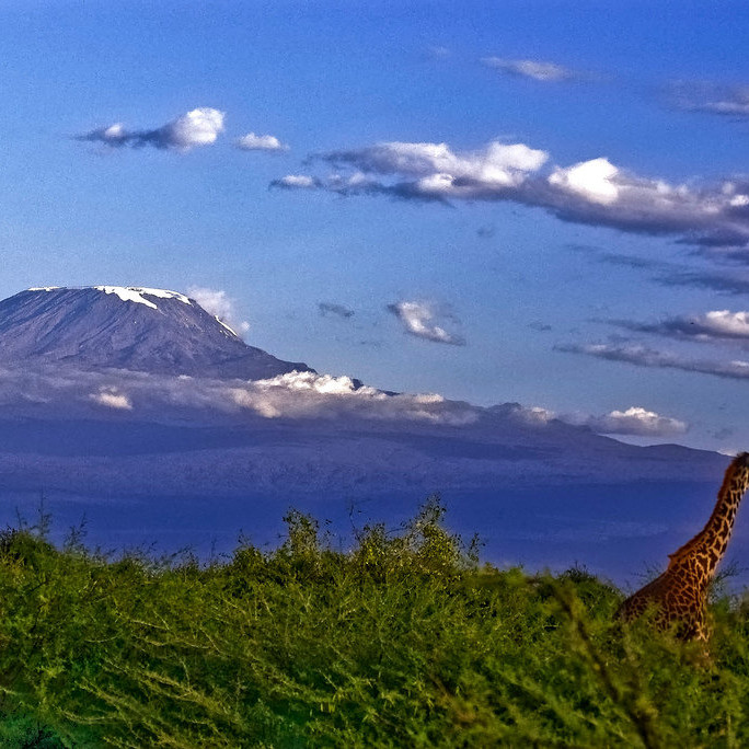Kilimanjaro giraffe by Georgy Stepanov, kilimanjaro, africa, climbing