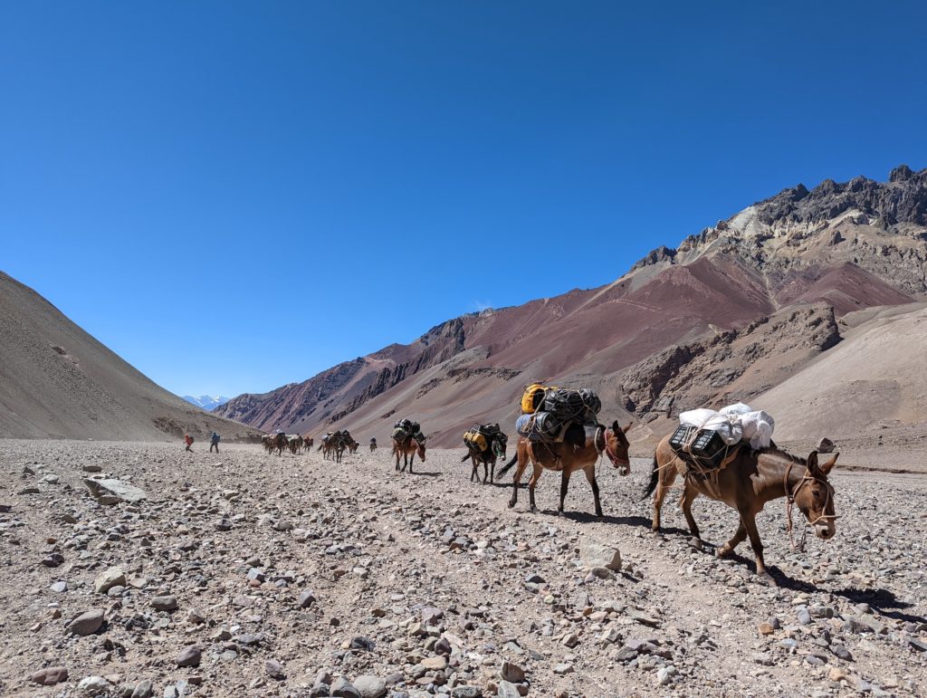 Mules passing on the Hike to Plaza de Mulas - Robert Jantzen