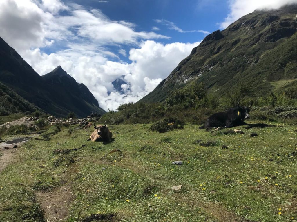 Yaks on the trail to Samaguan - Photo @Pasanguide